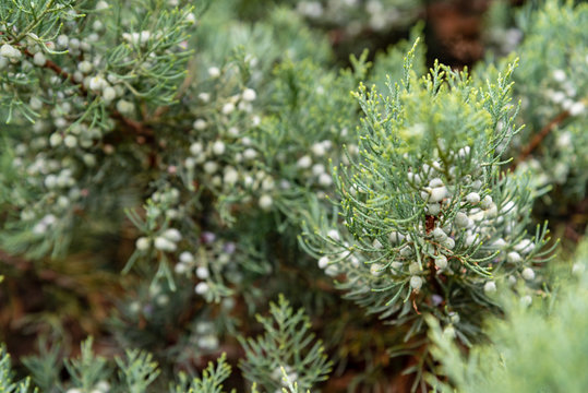 Pinecones in a pine tree covered on spider web with a blured background