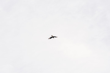 Caracara or Carancho flying looking for a hunt in a washed grey sky