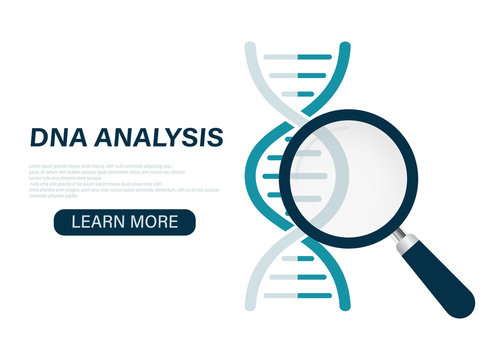 DNA Analysis Icon, Genetics Testing. Dna Chain In Magnifying Glass Sign. Paternity Testing