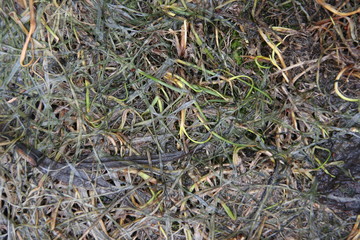 Grass after melting snow in spring