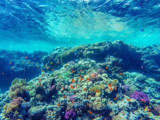 Naklejka na ściany i meble colorful coral reef and bright fish