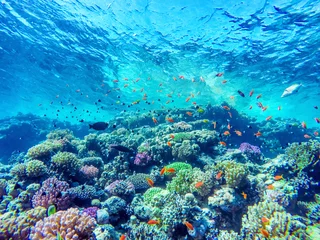 Fototapeten buntes Korallenriff und leuchtende Fische © ver0nicka