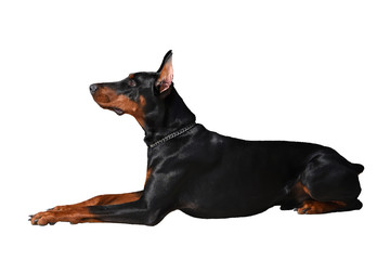 Beautiful young Doberman lies. Doberman on a white background, side view. Isolated in high quality