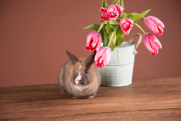 Easter rabbit in the shell of eggs. Pink tulips.