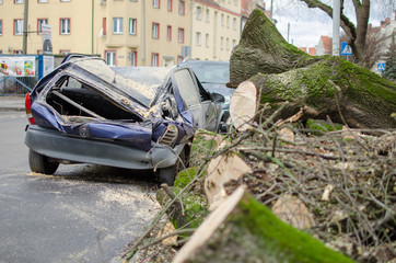 A car after accident. Big old tree fell on the car. Smashed car on the street.