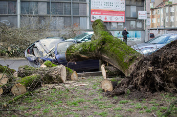 A car after accident. Big old tree fell on the car. Smashed car on the street after hard wind.