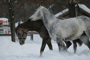 Obraz na płótnie Canvas 2 Arabian horses plays in the snow in the paddock against a white fence and trees with yellow leaves. Senior gelding gray, young foal (1 year old) will be gray. Gelding bites foal (dominates)