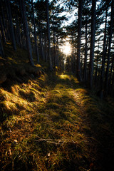 Morning sun beams in the spring forest