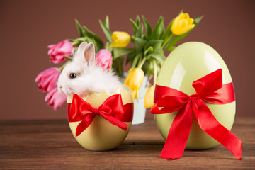 Easter rabbit in the shell of eggs. Colorful tulips, eggs. Red bows.