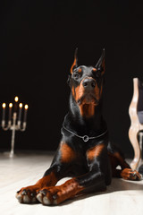 Beautiful Doberman is lying on the laminate floor against a black wall with candlesticks in a photo studio