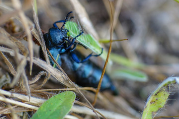 Makroaufnahme eines schwarzblauen Ölkäfer (Meloe proscarabaeus) beim Verzehr eines Grashalms mit...