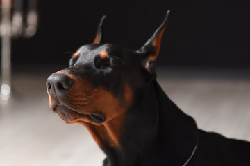 The nose of a young Doberman close up. Studio shooting Doberman