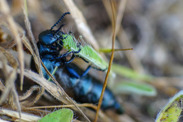 Makroaufnahme eines schwarzblauen Ölkäfer (Meloe proscarabaeus) beim Verzehr eines Grashalms mit...