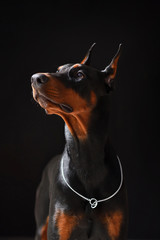 Portrait of a young and beautiful Doberman on a black background in high quality, closeup