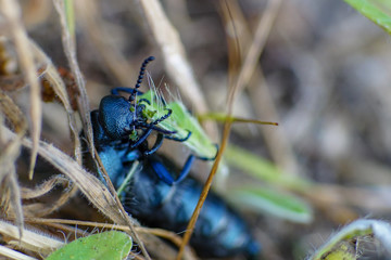 Makroaufnahme eines schwarzblauen Ölkäfer (Meloe proscarabaeus) beim Verzehr eines Grashalms mit Details der Mundwerkzeuge	