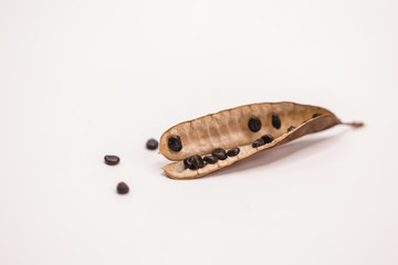 Dried seeds sensitive plant or sleepy plant isolate on white background.
