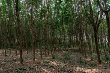 The rubber tree plantations are beautiful in Thailand.