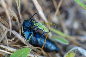 Makroaufnahme eines schwarzblauen Ölkäfer (Meloe proscarabaeus) beim Verzehr eines Grashalms mit Details der Mundwerkzeuge	