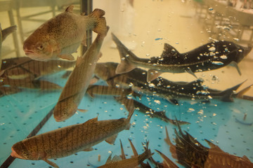 Trout and sturgeon swim in the hypermarket aquarium