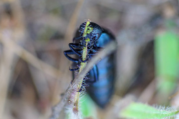 Makroaufnahme eines schwarzblauen Ölkäfer (Meloe proscarabaeus)  beim Verzehr eines Grashalms mit Details der  Mundwerkzeuge