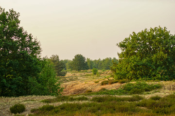 Landschaft  Heidegebiet Naturschutzgebiet Döberitzer Heide in Brandenburg