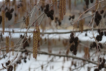 Alder blossomed in spring on the bank of the river.