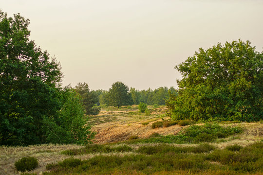 Landschaft  Heidegebiet Naturschutzgebiet D&ouml;beritzer Heide in Brandenburg