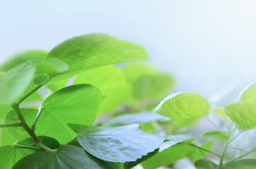 Fototapeta na wymiar Sprig with green leaves.