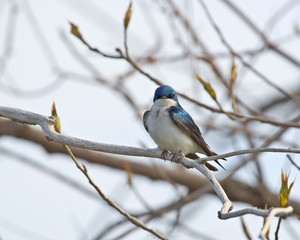 Tree Swallow