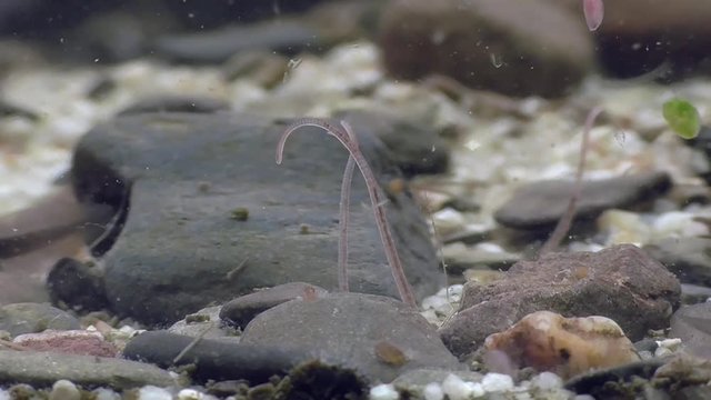 Tubifex, Schlammr&ouml;hrenwurm , Bachr&ouml;hrenwurm