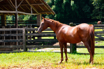 Paisagem campo rural Cavalo horse