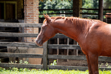 Paisagem campo rural Cavalo horse