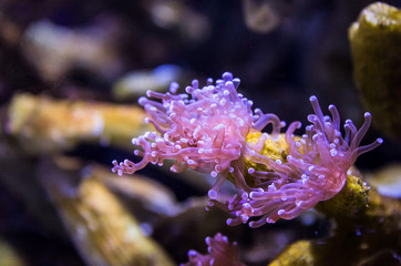 Obraz na płótnie Canvas Coral reef, underwater