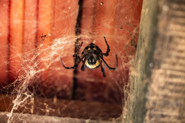 Aranha Web Teia spider