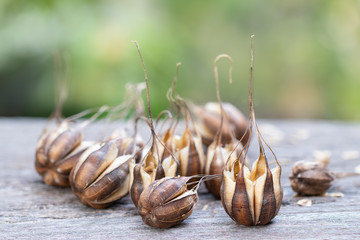 Aristolochia indica (native language: Garudakkodi / Eswaramooli) on wooden table, Herbal plant