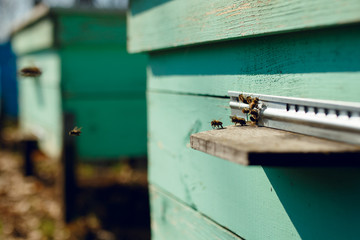 A row of bee hives in the garden with three on background. Honey bees in a honey bee farm. Horizontal outside shot.