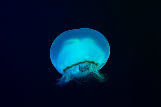 underwater image of jelly fish