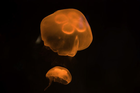 underwater image of jelly fish