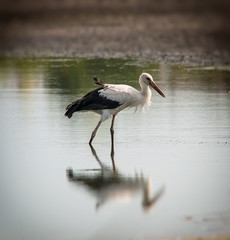 stork is looking for food in the pond. Summer season august.