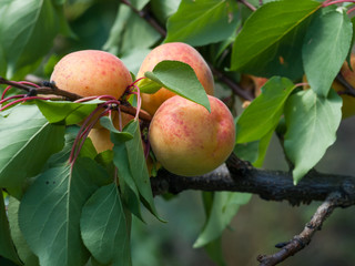 Branch of apricot tree with fruits in a garden.