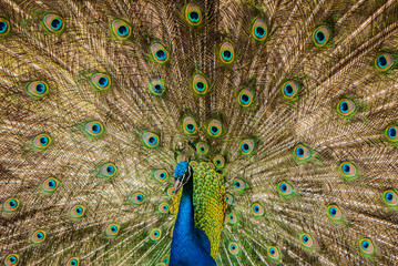 Obraz premium The peacock male dissolved the plumage.