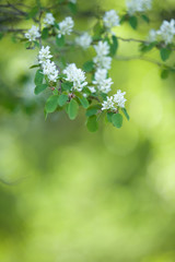 White spring flowers. Flowering Serviceberry (Amelanchier alnifolia)