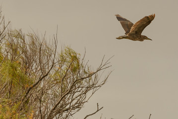 Aves