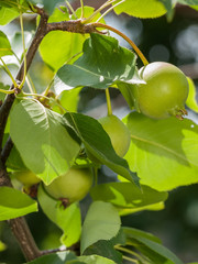 Branch of quince tree with fruits in a garden.