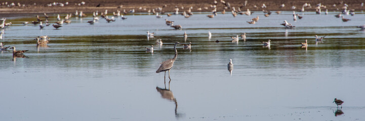 birds searching for food in the pond in the morning.