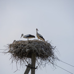 pair of storks in the nest on the sky background.