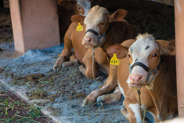 Gado Vaca