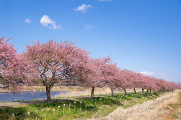 満開の河津桜