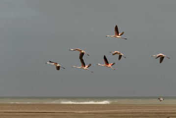 Aves