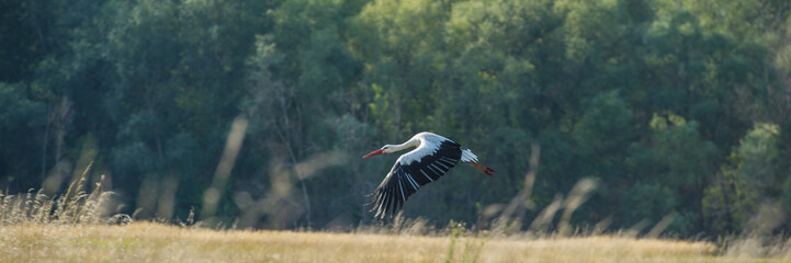 Stork in flight over a meadow in the countryside.